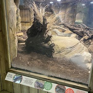 Kingdom of the Wild - African rock python exhibit 140921