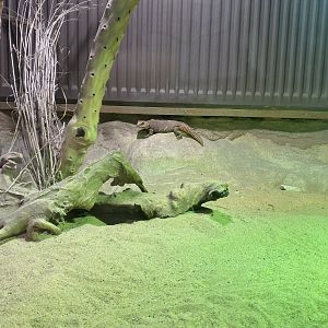 Kingdom of the Wild - Sahara mastigure 140921