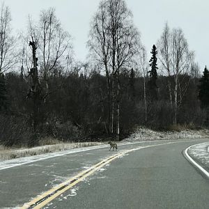Coyote - Alaska
