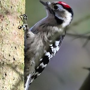 Central European lesser spotted woodpecker (Dryobates minor hortorum)