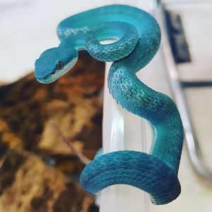 Blue Sunda Island pitviper