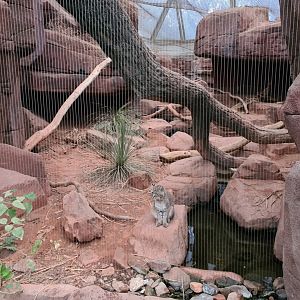 Burgers' Desert - Bobcat enclosure