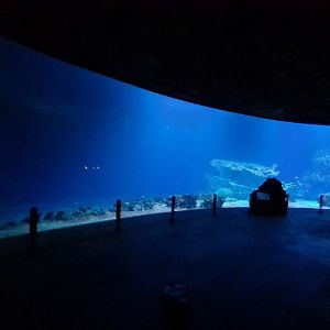 Ocean - Giant shark window