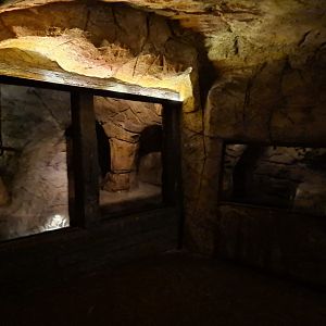 Bush/Desert tunnel - Seba's short-tailed bat