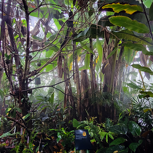Oct. 2021 - Museum of Science - Tropics (Walk-thru Poison Dart Frog Exhibit)