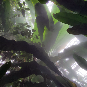 Oct. 2021 - Museum of Science - Tropics (Walk-thru Poison Dart Frog Exhibit)