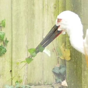 Oriental White Stork, November 2021