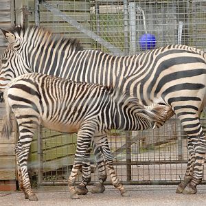 Hartmann's Mountain Zebra, November 2021