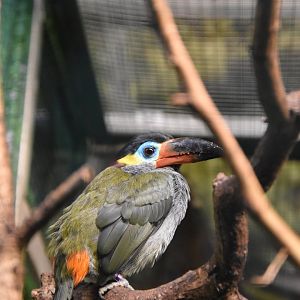 Guyana toucanet (Selenidera piperivora)