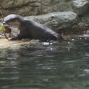 Asian small-clawed otter