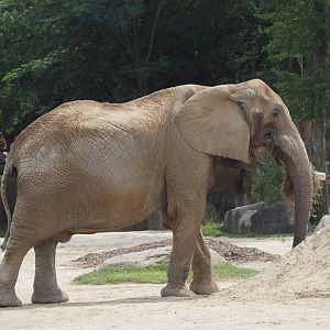 African bush elephant bull