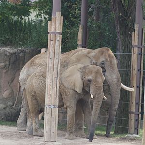 African bush elephant bull and cow