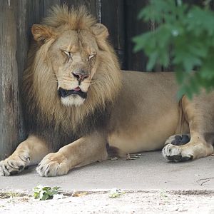 African lion male