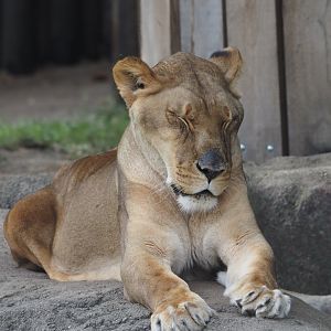 African lioness