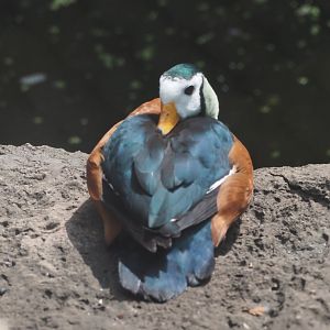 African pygmy goose