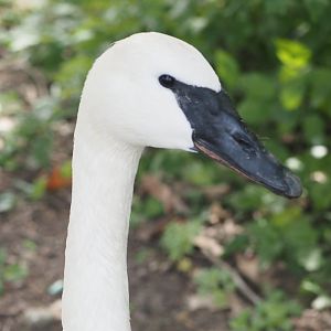 Trumpeter swan