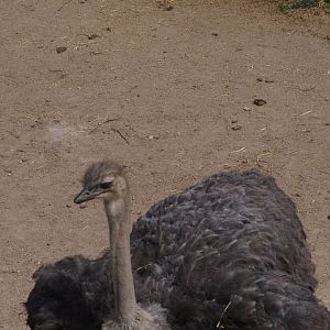Common ostrich