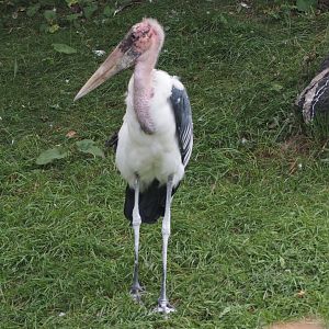 Marabou stork