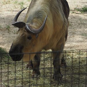 Sichuan takin