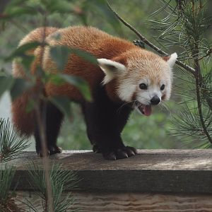 Western red panda