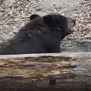 American black bear