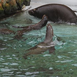 California sea lions