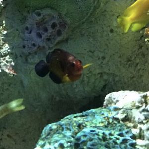 Can anyone id this fish