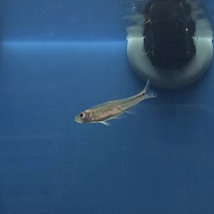 Can anyone id this fish