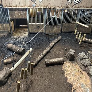 Kingdom of the Wild - Pygmy hippopotamus enclosure 140921