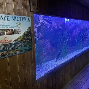 Kingdom of the Wild - Lake Victoria exhibit 140921