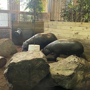 Kingdom of the Wild - Pygmy hippopotamus enclosure 140921