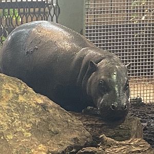 Kingdom of the Wild - Pygmy hippopotamus 140921