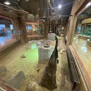 Kingdom of the Wild - centre exhibit 140921