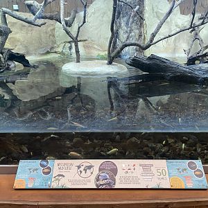 Kingdom of the Wild - West African mud turtle exhibit 140921