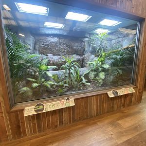 Kingdom of the Wild - Yellow-headed day gecko and Blue-legged mantella exhibit 140921