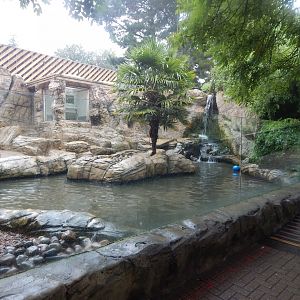 Indochinese smooth-coated otter exhibit 140921