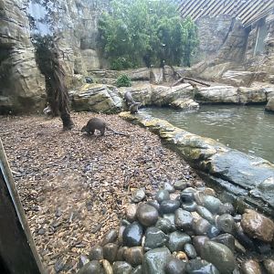 Indochinese smooth-coated otter exhibit 140921