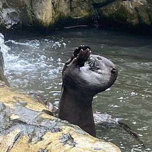 Indochinese smooth-coated otter exhibit 140921