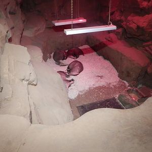 Kingdom of the Wild - Aardvark enclosure 140921