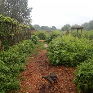 Tiger Taiga - Siberian tiger enclosure 140921