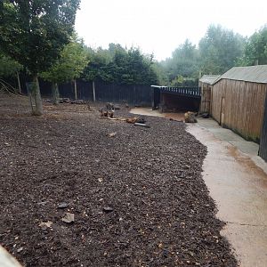 Island Dwellers - Visayan warty pigs and Visayan spotted deer 1409221