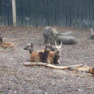 Island Dwellers - Visayan warty pigs and Visayan spotted deer 1409221
