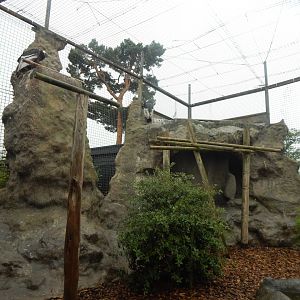 World of Wings - Andean condor aviary 140921