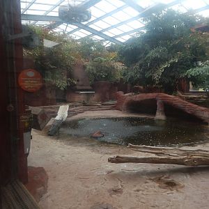 Komodo dragon exhibit 140921