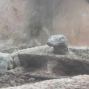 Komodo dragon 140921