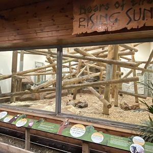 Bears of the Rising Sun - Sun bear indoors 140921