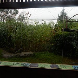 Wilds of Asia - Wreathed hornbill aviary 140921