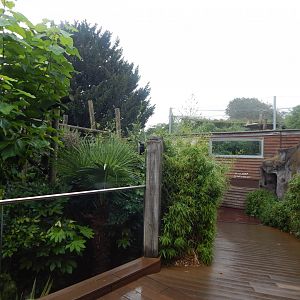 Wilds of Asia - Red panda exhibit 140921