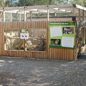 Sri Lankan rusty-spotted cat enclosure 160921