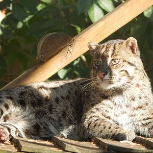 Fishing cat 160921